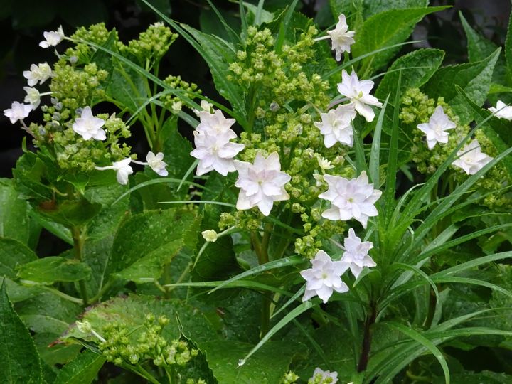 紫陽花は墨田の花火 泰心庵 意外と元気です