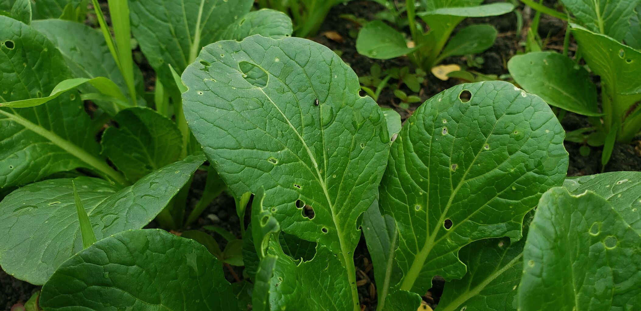 小松菜に虫が発生しています スマート農業はじめました