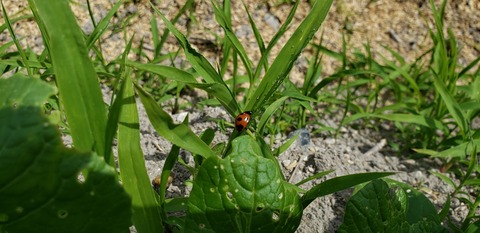 小松菜によくみられる虫 スマート農業はじめました 小松菜によくみられる虫 スマート農業はじめました