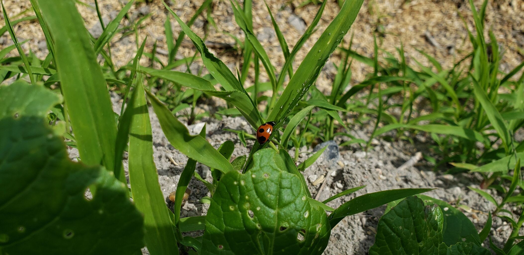小松菜によくみられる虫 スマート農業はじめました 小松菜によくみられる虫 スマート農業はじめました