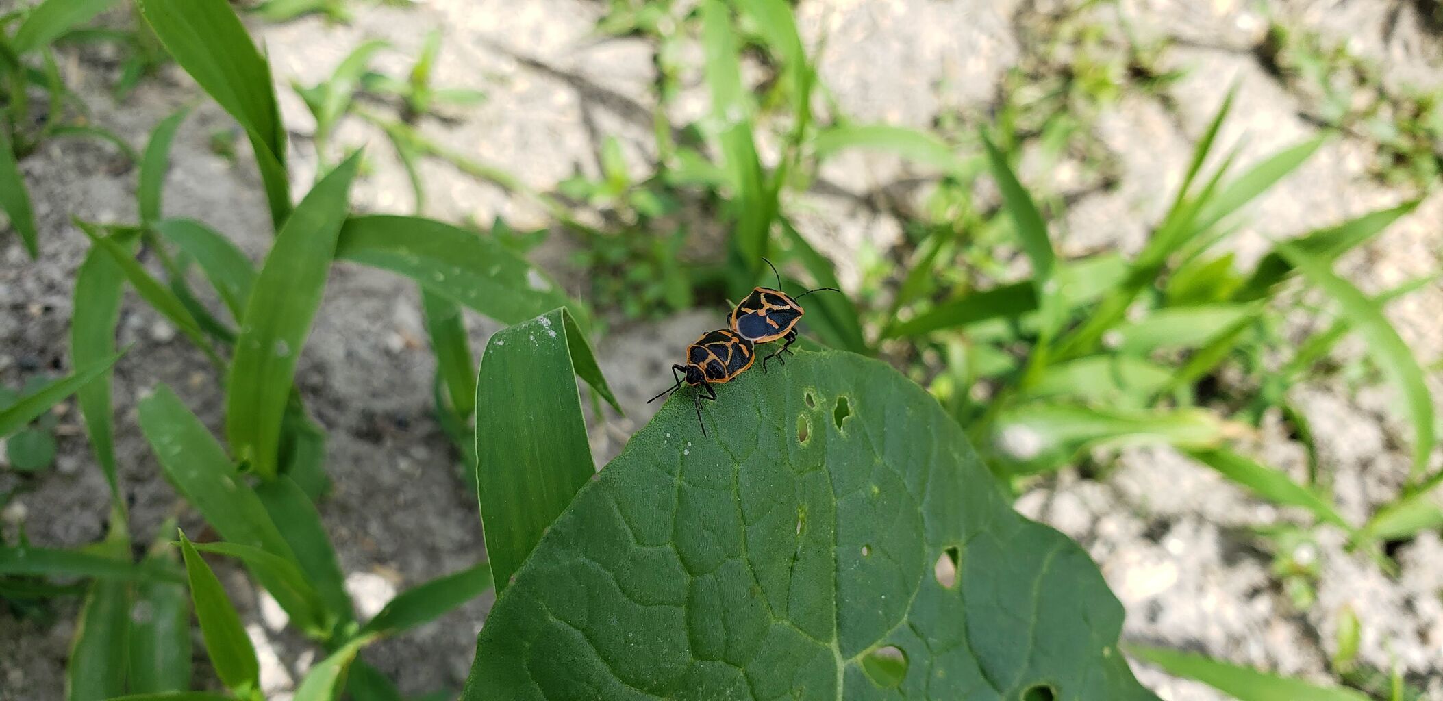 小松菜によくみられる虫 スマート農業はじめました 小松菜によくみられる虫 スマート農業はじめました