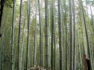 薮入りの語源 言葉のコレクション資格講座