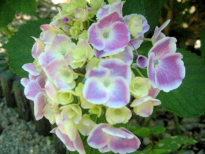 紫陽花の花言葉