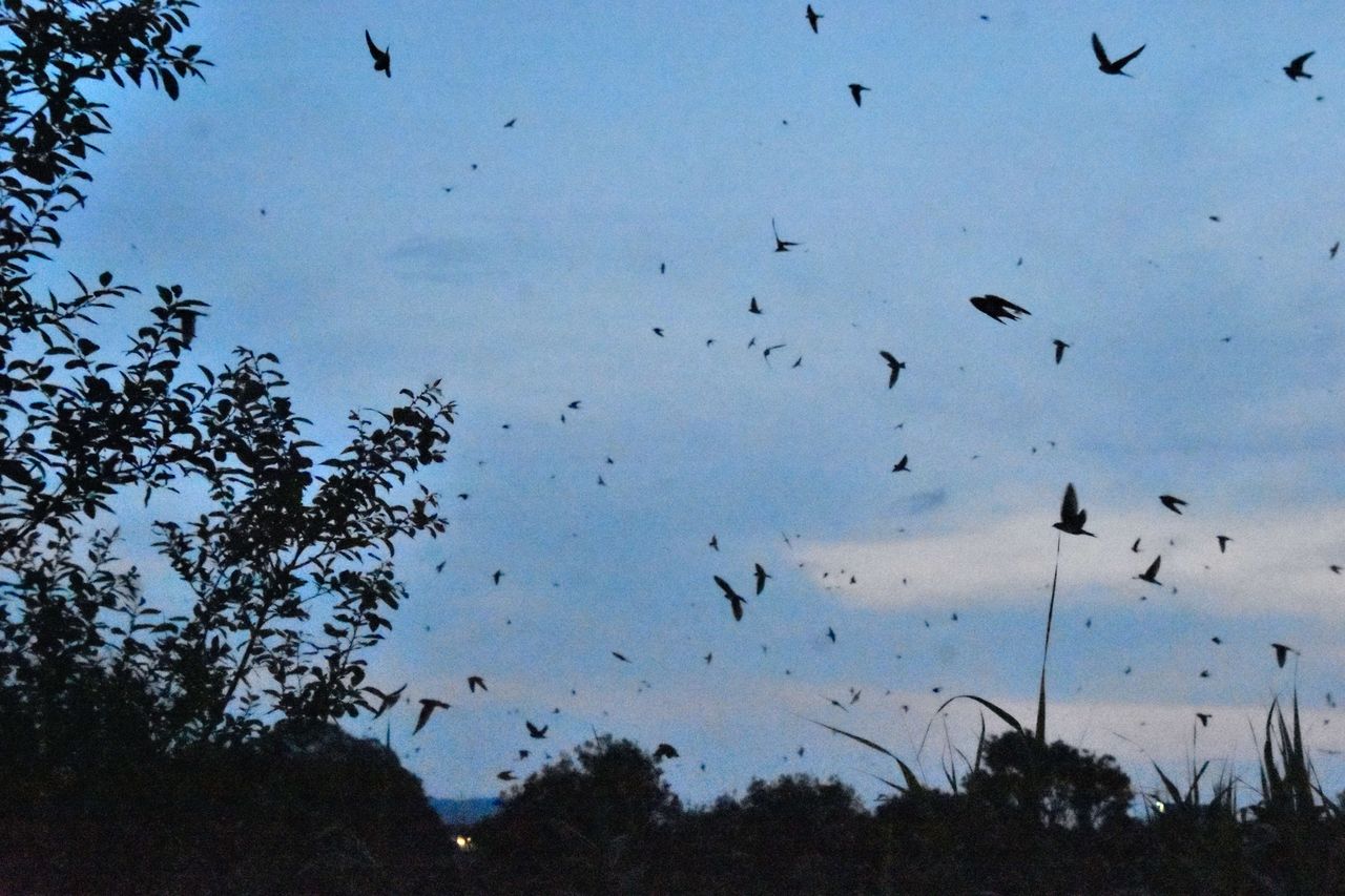 ツバメのねぐら入りを観察してみよう 日本野鳥の会ー 平城宮跡の散歩道2
