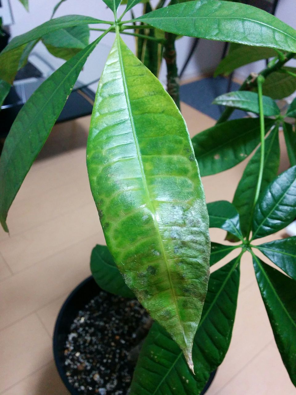 すべての美しい花の画像 これまでで最高の観葉 植物 病気 すべての美しい花の画像 これまでで最高の観葉 植物 病気