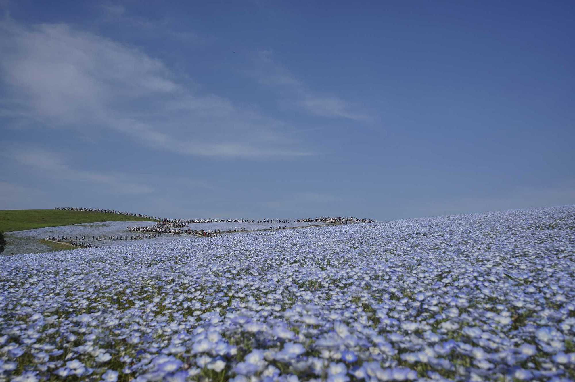 茨城県ひたちなか市 国営ひたち海浜公園 見晴らしの丘で空と同化するように咲き乱れるネモフィラ 日本散策ガイド