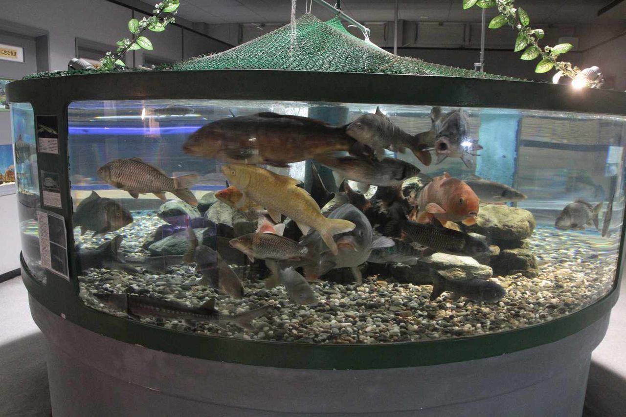 宮崎県西臼杵郡高千穂町 高千穂峡淡水魚水族館 日本散策ガイド 宮崎県西臼杵郡高千穂町 高千穂峡淡水魚水族館 日本散策ガイド