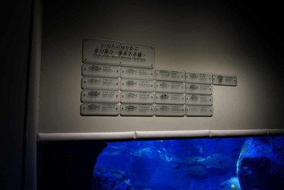 東京スカイツリーやすみだ水族館を探訪　すみだ水族館内部を見学中盤編(東京大水槽と個々の個別水槽で色々な魚を見学)