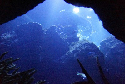 東京スカイツリーやすみだ水族館を探訪　すみだ水族館内部を見学後半編(東京大水槽再び&アシカとペンギンコーナー見学)