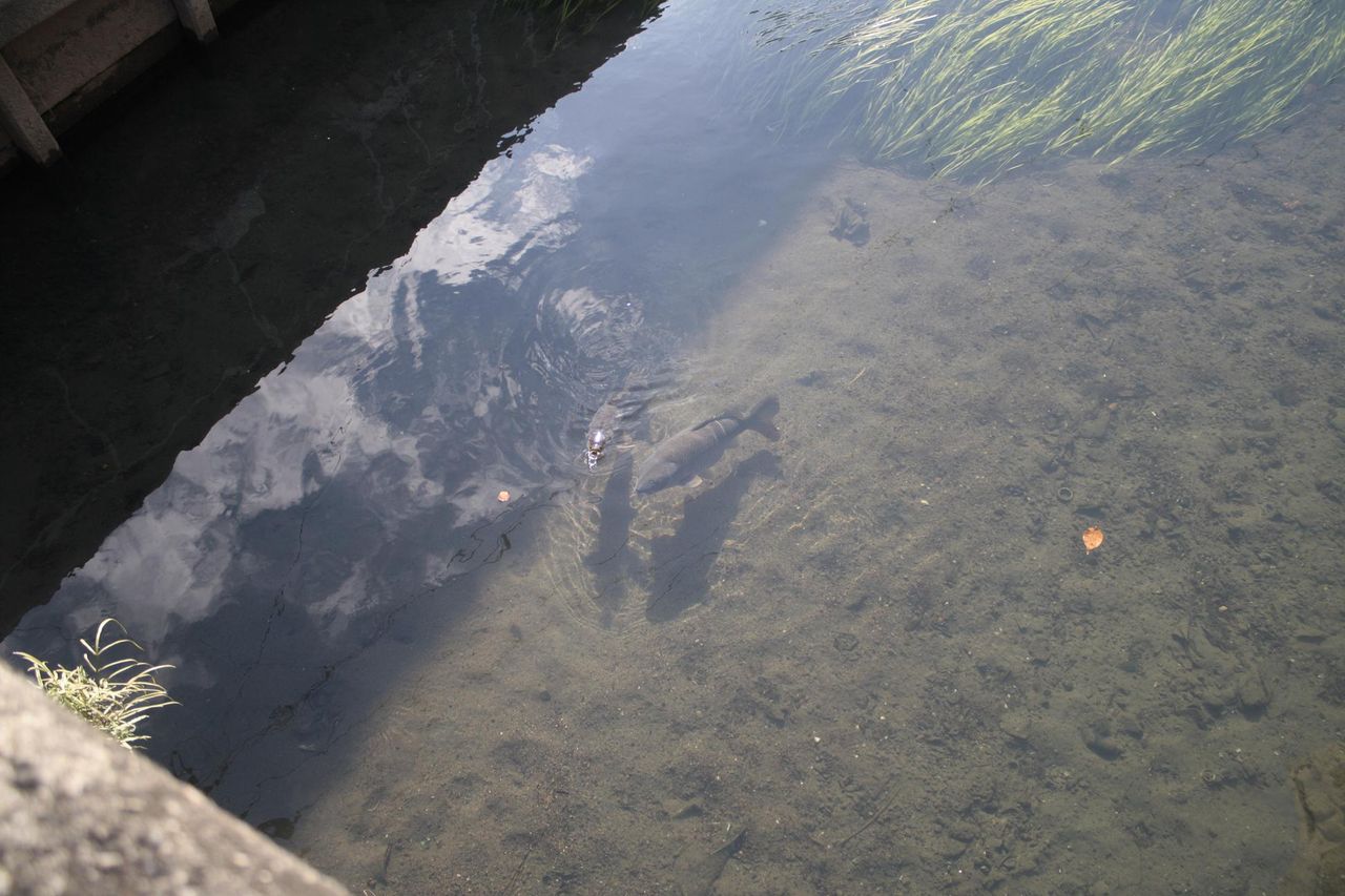 岐阜県大垣市 水門川 日本名水遊戯 岐阜県大垣市 水門川 日本名水遊戯