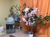 2020花見3