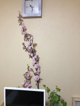 2020花見