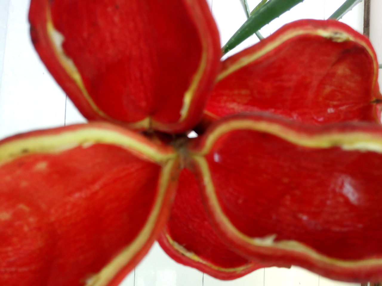 なんじゃこりゃなフルーツみ～つけた～ピンポンの木の実 : 台湾