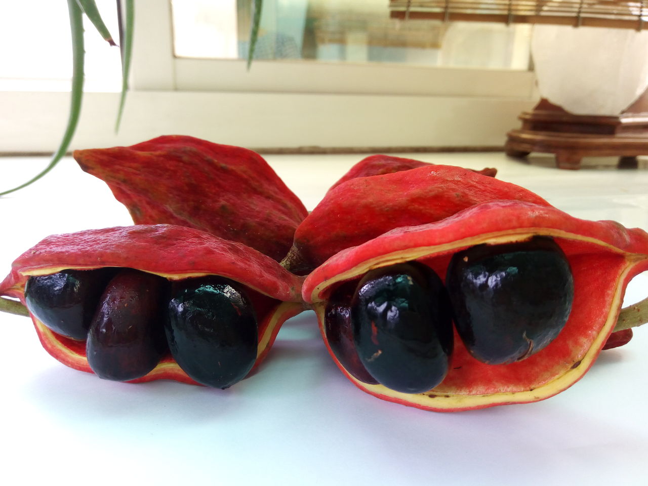 希少　台湾果樹　ピンポン ポポーの苗木 品種不明 接木 果樹の苗木 5号/1個売り ポポーの木