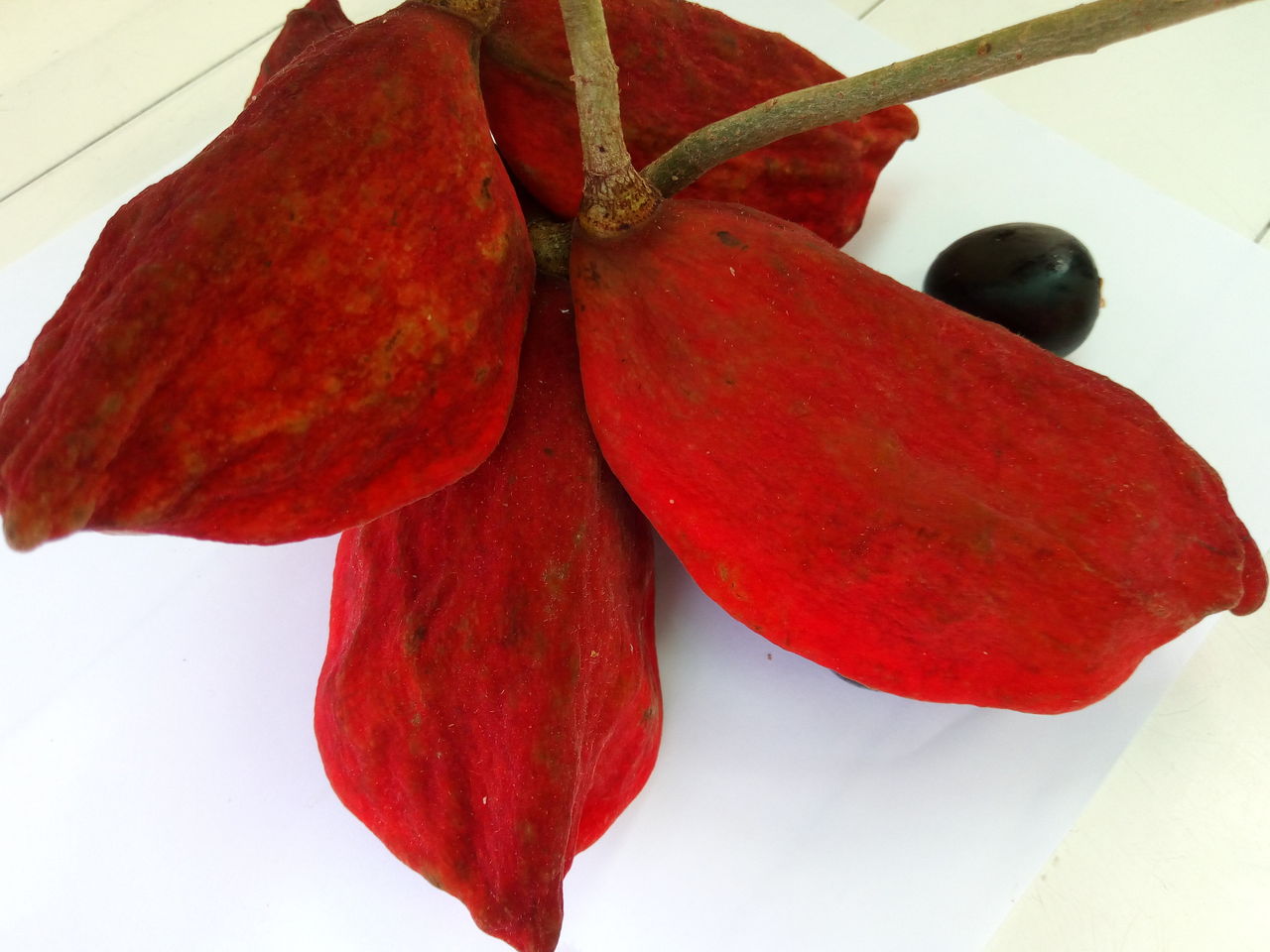 なんじゃこりゃなフルーツみ～つけた～ピンポンの木の実 : 台湾