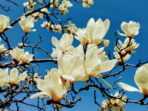 IMG00361_HDR~2[17506]