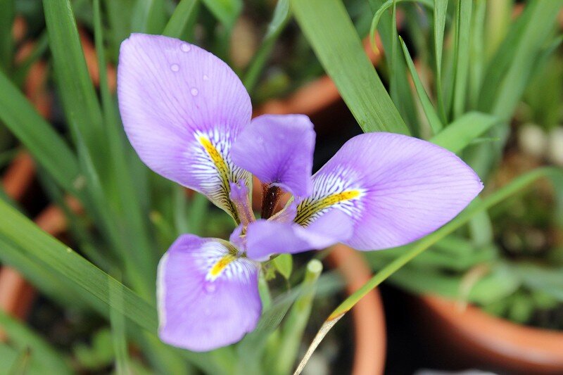 目を奪われる花もあれば 目を奪われるオシャレ鉢もあったり 大洋グリーンブログ