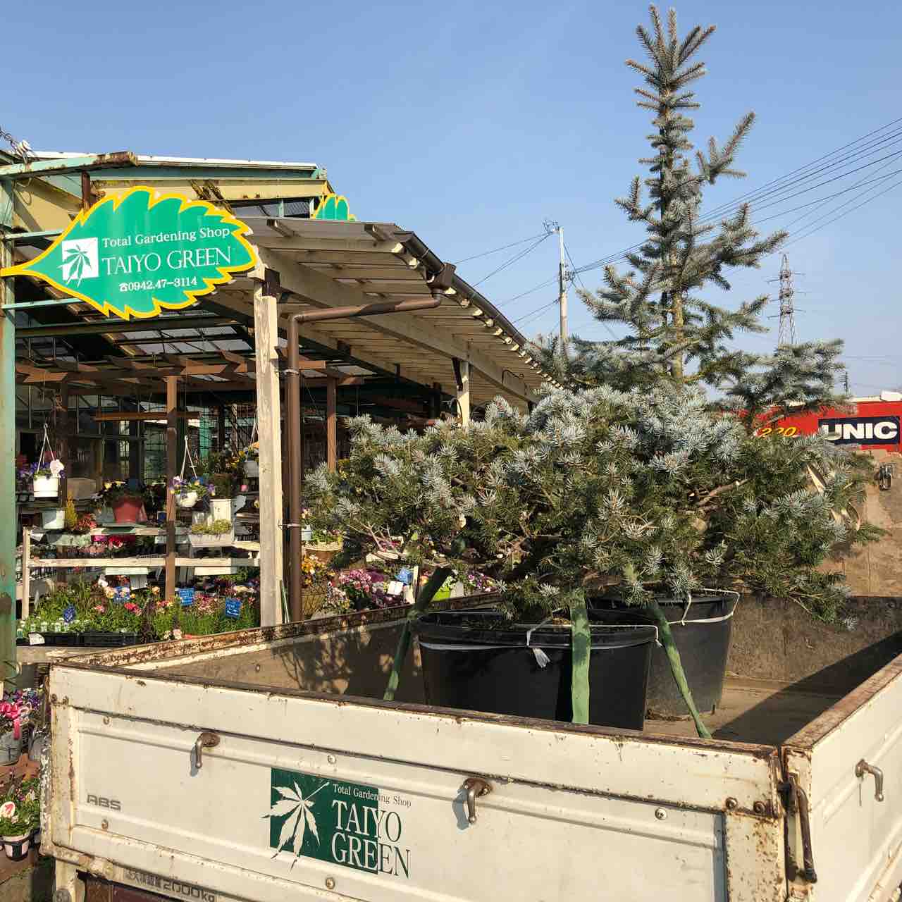 ピセア プンゲンス ホプシー とは O 大洋グリーンブログ