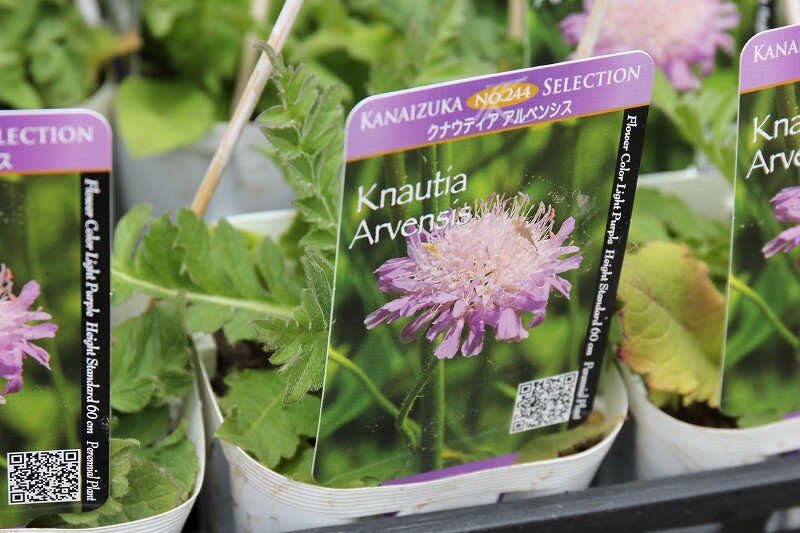 春に向けて背の高い宿根草植えませんか 大洋グリーンブログ
