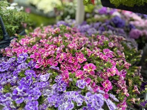S__40189999_0