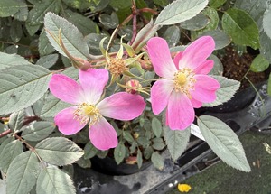 S__99131533_0