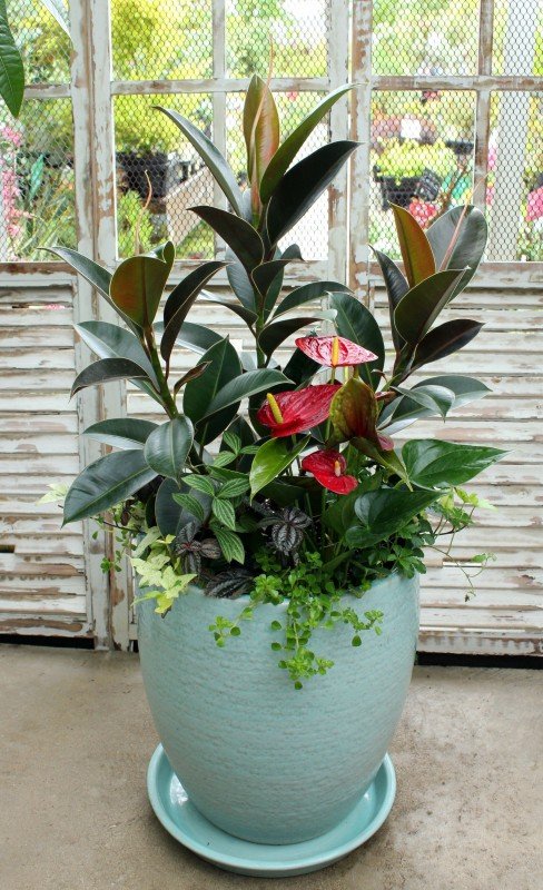 マイスターの寄せ植えセンスには まいった 大洋グリーンブログ マイスターの寄せ植えセンスには まいった 大洋グリーンブログ