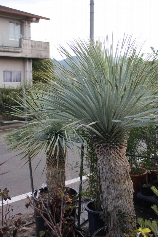 ドライガーデンのススメ 大洋グリーンブログ