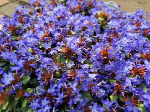 IMG_4618