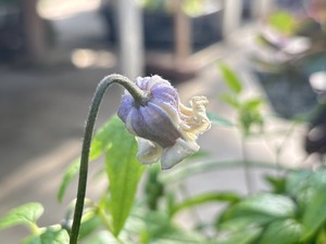 S__41033754_0