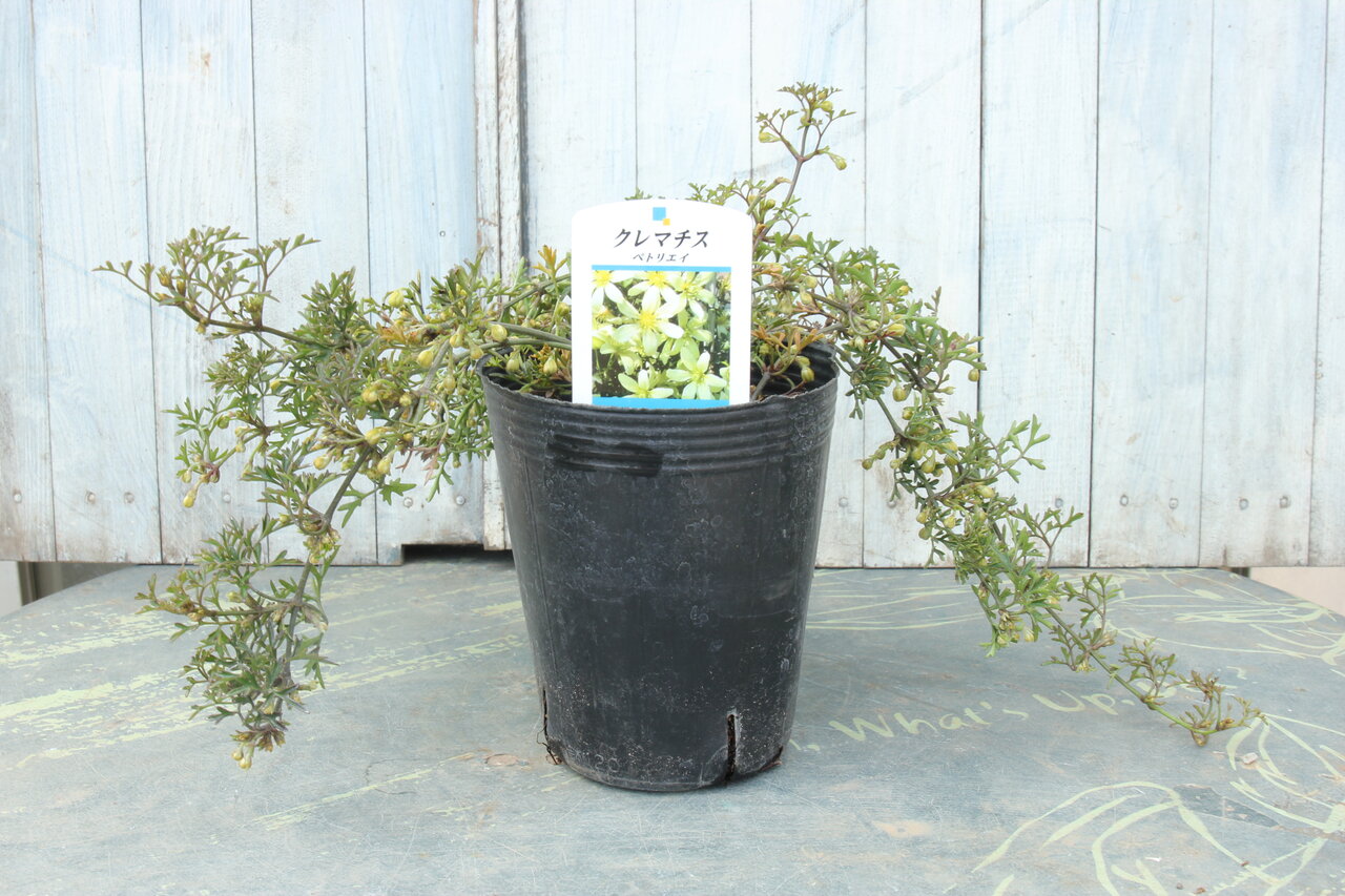 クレマチスカートマニージョー ペトリエイ プリンスチャールズetc 大洋グリーンブログ クレマチスカートマニージョー ペトリエイ プリンスチャールズetc 大洋グリーンブログ