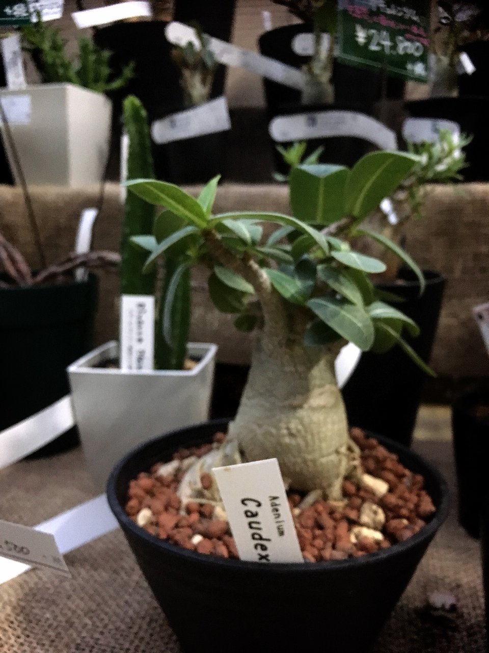 ビザールプランツ ビザールでゴザール 大洋グリーンブログ