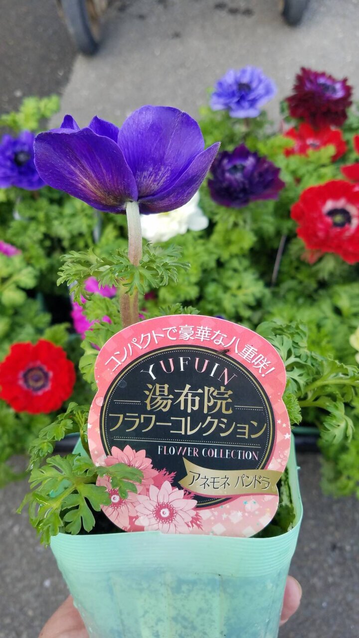 プロテア コリゼマ スノーフレーク アネモネetc 大洋グリーンブログ