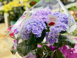S__40599634_0