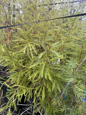 S__98836506_0