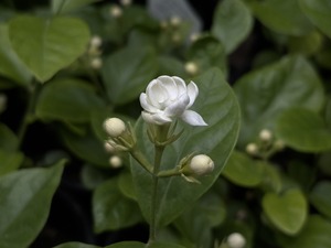 S__40574981_0