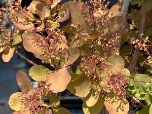 S__40419350_0