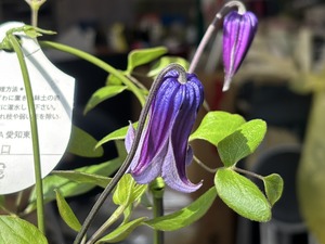 S__40656905_0