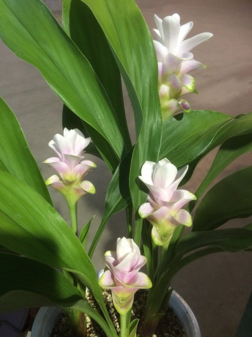 ショウガ科 クルクマの花 夏の花寄せ植え 大洋グリーンブログ