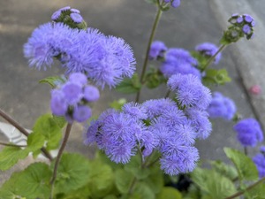 S__40665092_0