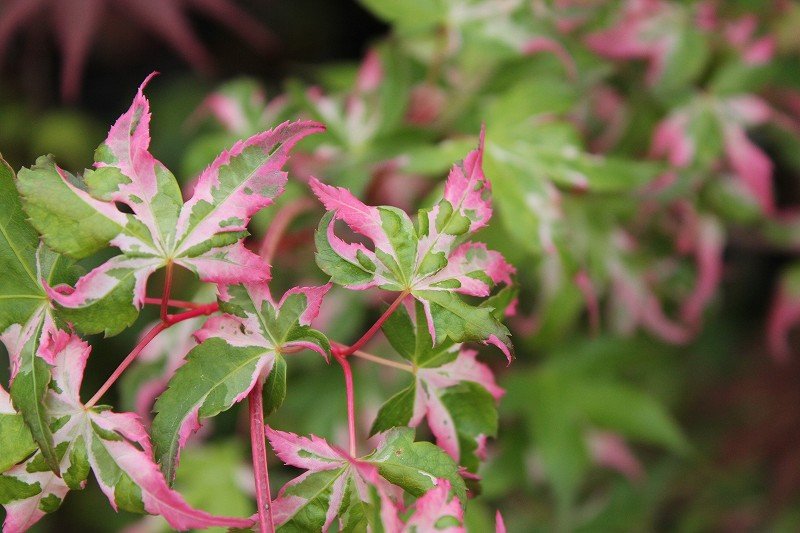 春のもみじまつり＼(^o^)／斑入りタイプ編 : 大洋グリーンブログ