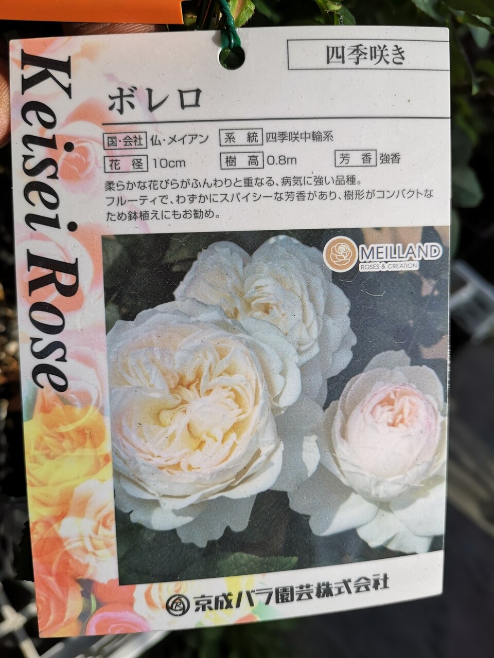 バラの蕾が膨らんで 大洋グリーンブログ