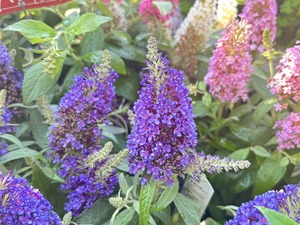 S__41033763_0