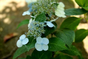 IMG_8031