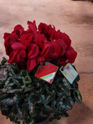 LINE_ALBUM_20241127_241127_2