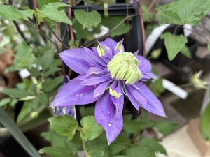 S__40575018_0