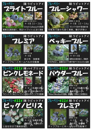 ブルーベリー一覧2025_page-0004