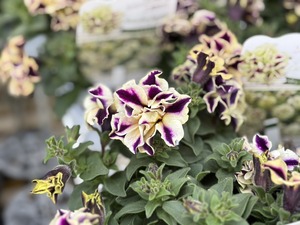 S__39862280_0