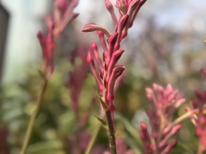 S__39862323_0