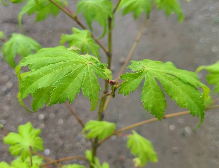 7月に葉刈りしたモミジの芽吹きのはじまりはじまり O 大洋グリーンブログ