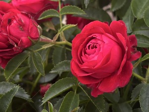 S__40943692_0